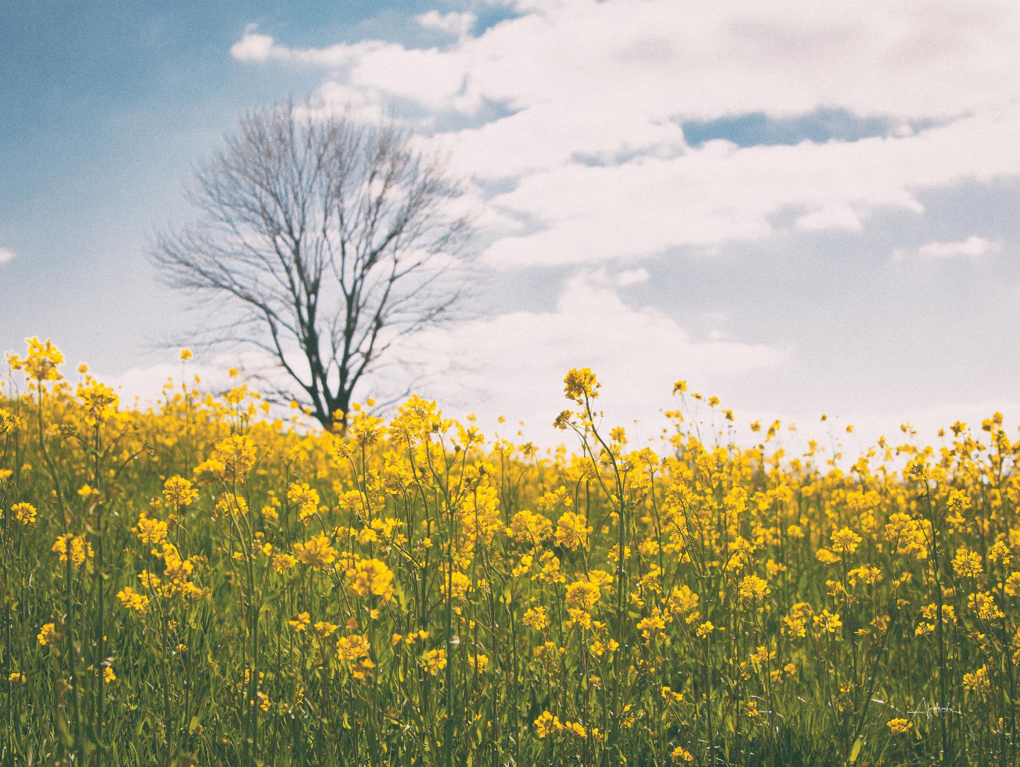 Spring Meadow by Aledanda on GIANT ART - landscape blue