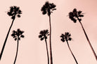 Palm Trees 1997 Copper by Erik Asla on GIANT ART - multicolor photography; contemporary