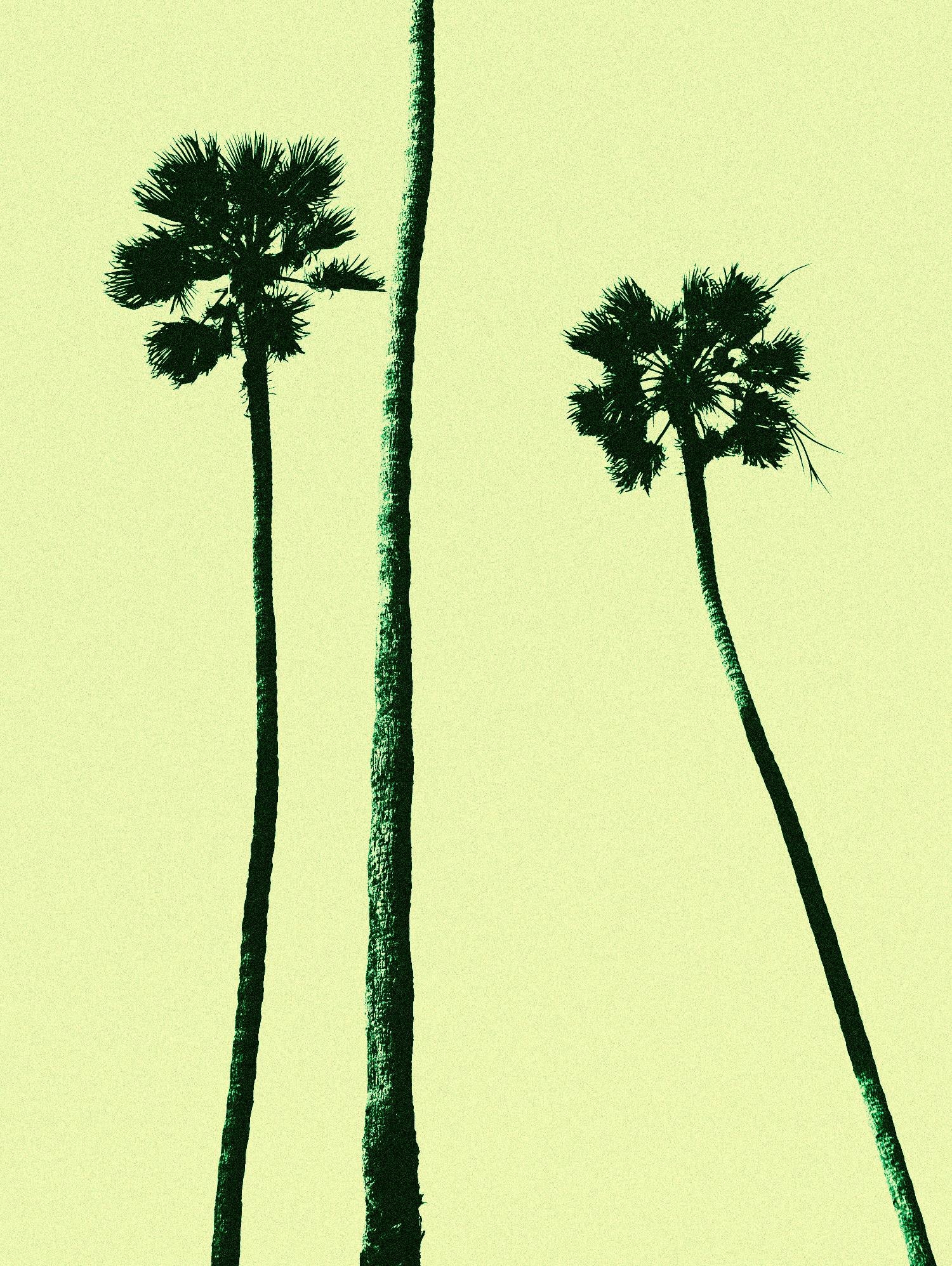 Palm Trees 2000 (Cyan) by Erik Asla on GIANT ART - multicolor photography; contemporary