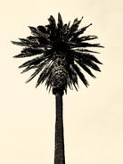 Palm Tree 1979 Tan by Erik Asla on GIANT ART - multicolor photography; contemporary