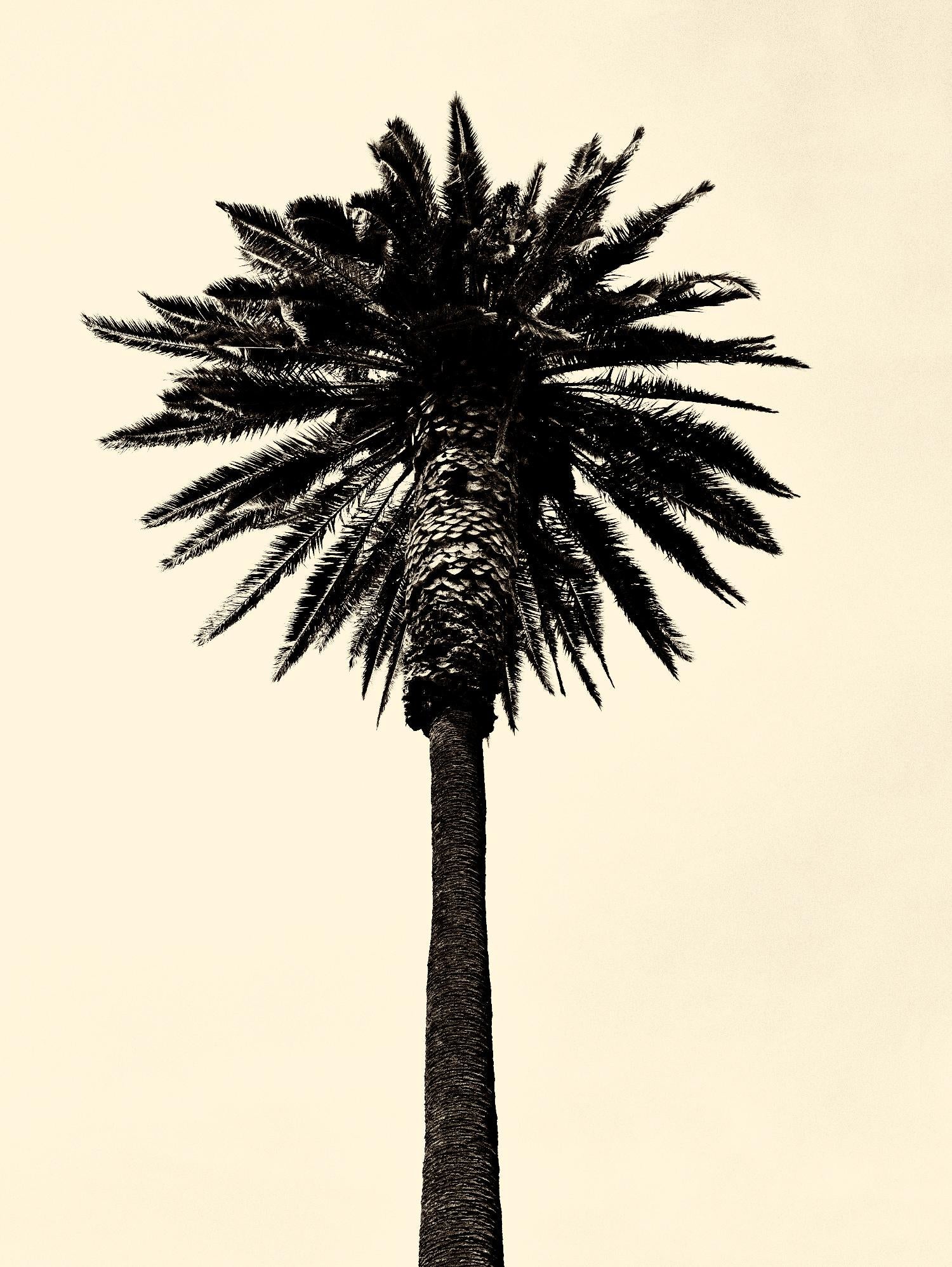 Palm Tree 1979 Tan by Erik Asla on GIANT ART - multicolor photography; contemporary