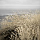 Tuscan Dunes #2A by Alan Blaustein on GIANT ART - multicolor photography; landscapes; coastal