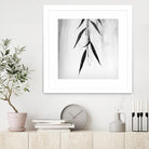 Willow Print No. 2 by Nicholas Bell on GIANT ART - multicolor photography