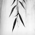 Willow Print No. 2 by Nicholas Bell on GIANT ART - multicolor photography