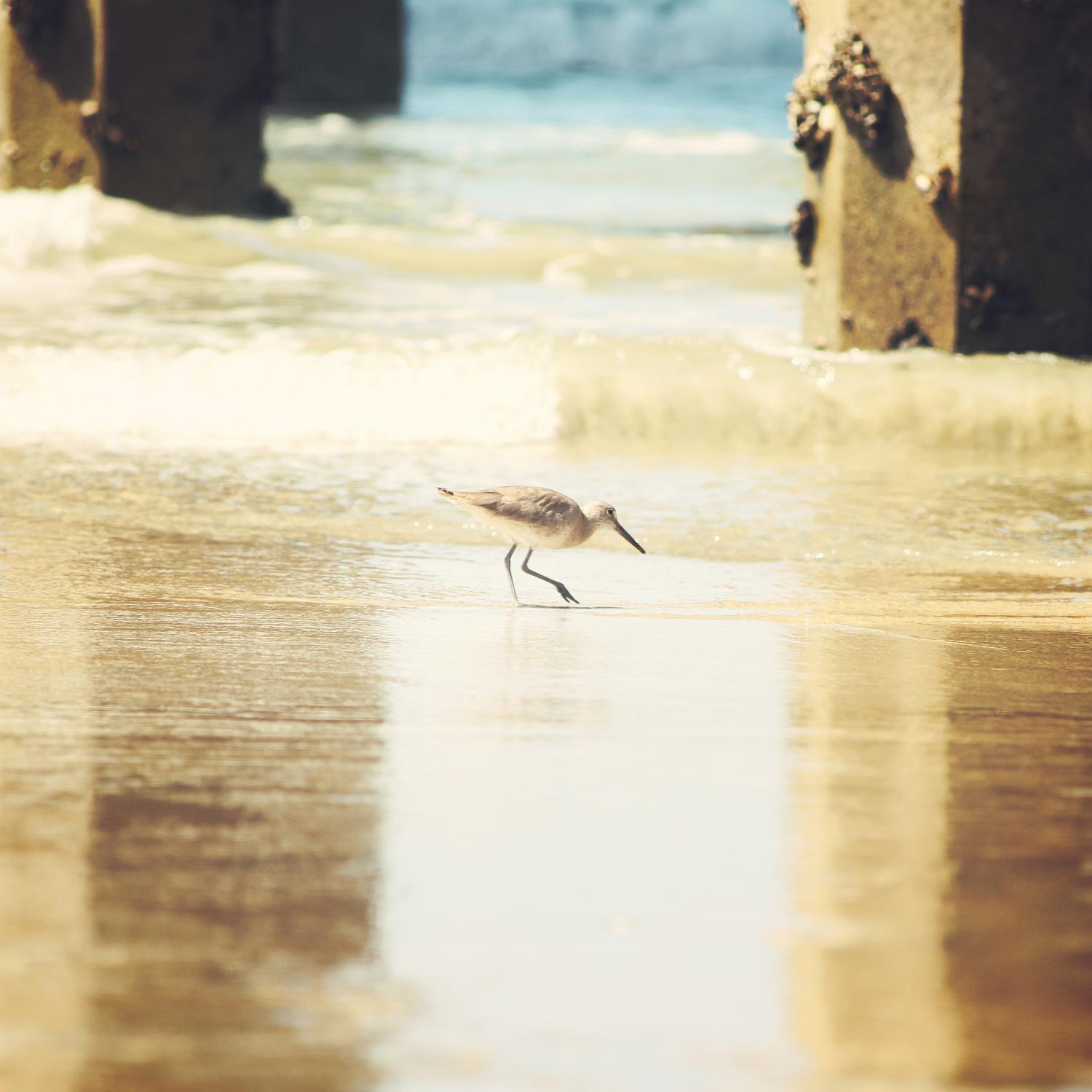 Walking on the Beach by Sylvia Coomes on GIANT ART - brown nautical