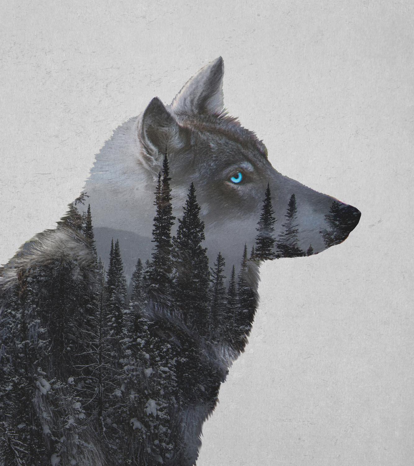 Winter Wolf by Davies Babies on GIANT ART - multicolor animals; contemporary