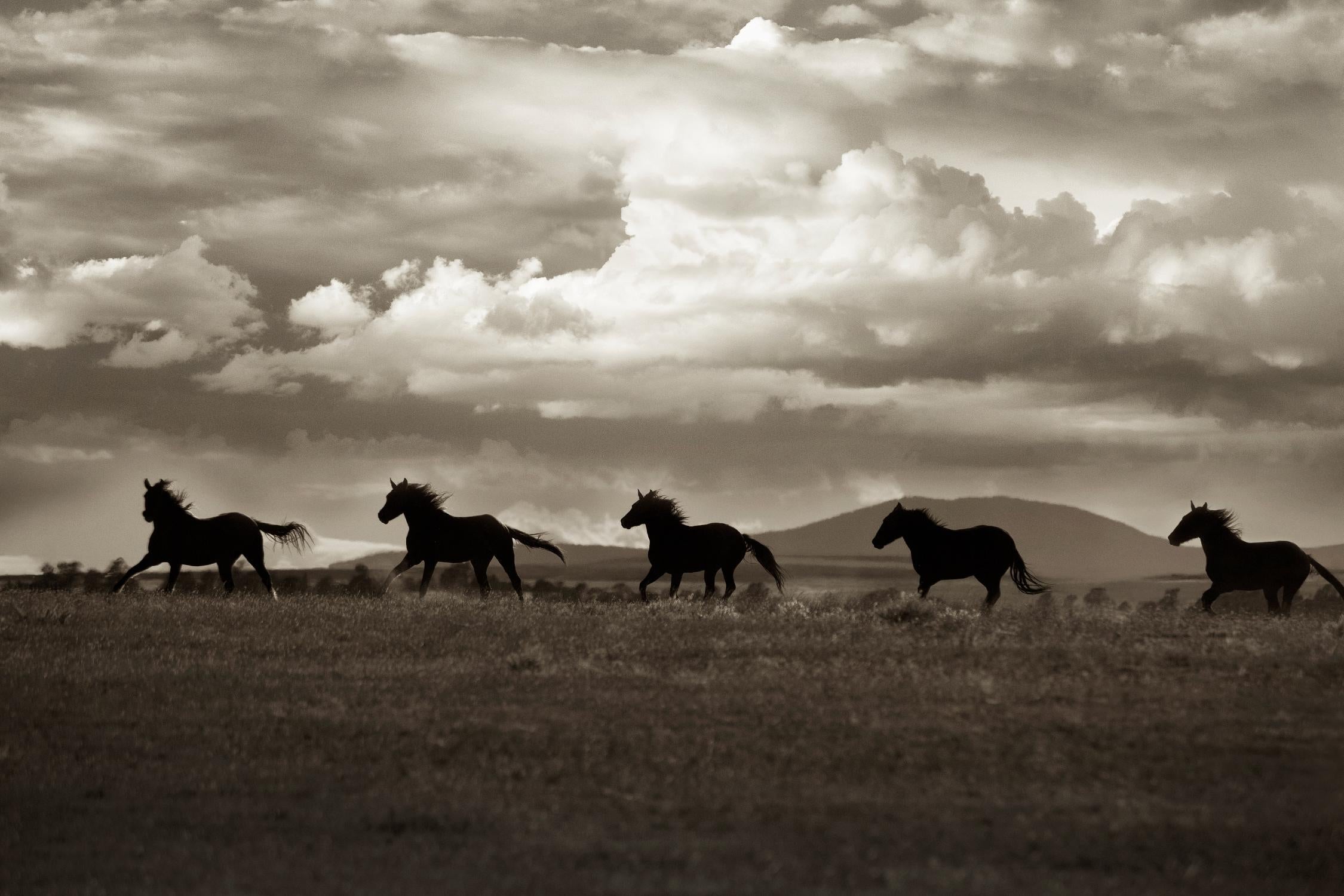 Racing the Clouds by Lisa Dearing on GIANT ART - multicolor photography; animals