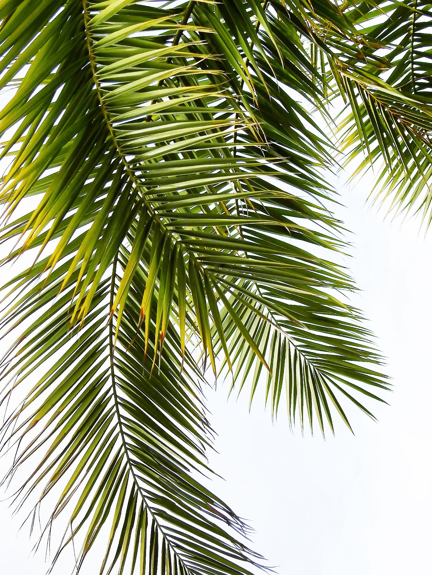 Palm Leaves by Lexie Greer on GIANT ART - multicolor photography; floral/still life