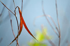 Red and Green by the River by Ulpi Gonzalez on GIANT ART - multicolor photography; floral/still life; landscapes