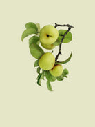 Apple tree I by Incado on GIANT ART - multicolor floral/still life