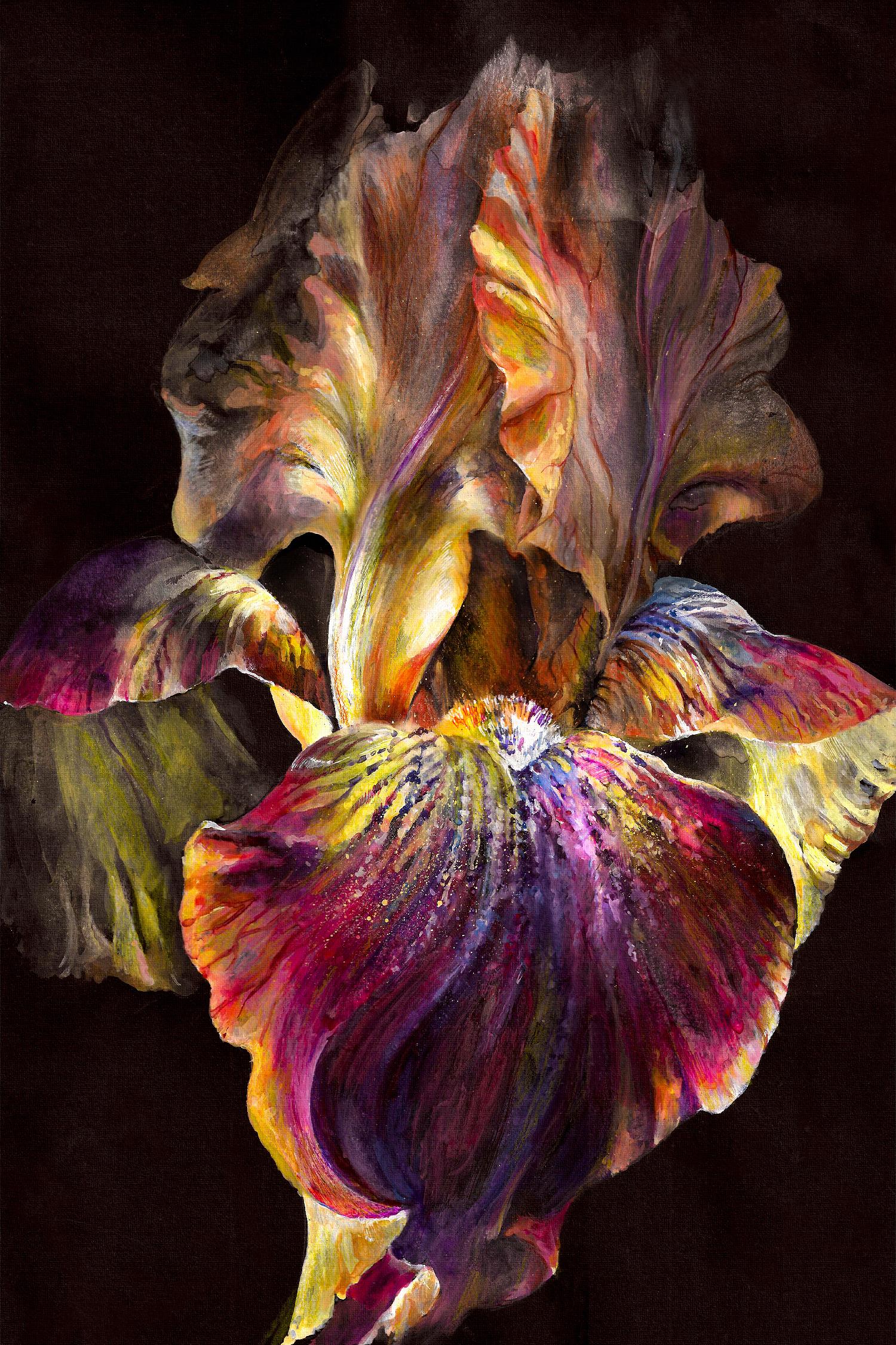 Iris by PhotoINC Studio on GIANT ART - multicolor photography; floral/still life