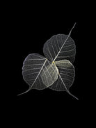 Dark Leaves by Incado on GIANT ART - multicolor photography; floral/still life