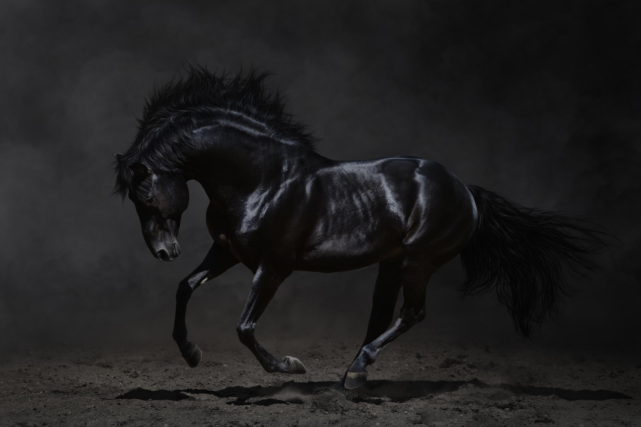 Onyx by PhotoINC Studio on GIANT ART - multicolor photography; animals