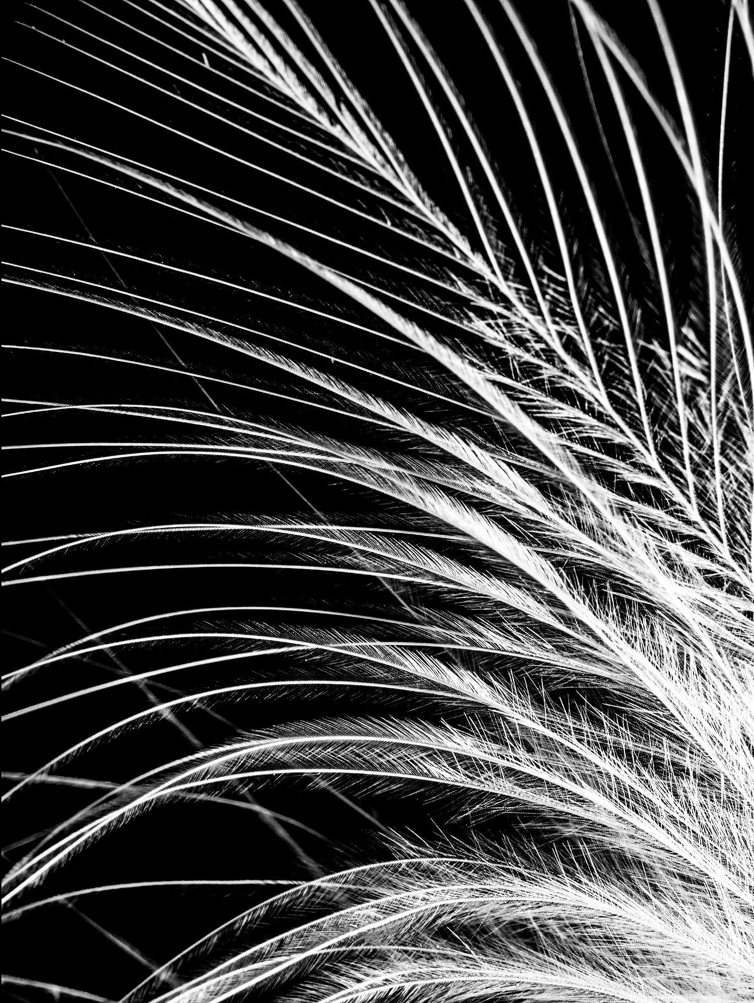 White Feather by Incado on GIANT ART - multicolor photography; floral/still life