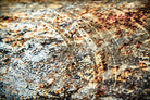 Retro Rust by PhotoINC Studio on GIANT ART - multicolor photography; floral/still life