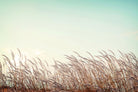 Retro Grass by PhotoINC Studio on GIANT ART - multicolor photography; landscapes