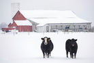 Cookies and Cream by Matthew Platz on GIANT ART - multicolor photography; animals