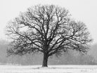 Old Man Winter by Matthew Platz on GIANT ART - multicolor photography; landscapes