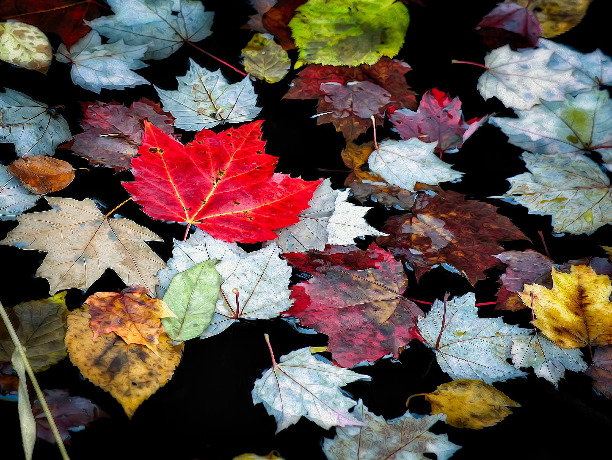 Autumn Leaves by David W. Pollard on GIANT ART - multicolor photography; contemporary