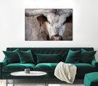 Showdown by Matthew Platz on GIANT ART - multicolor animals; photography