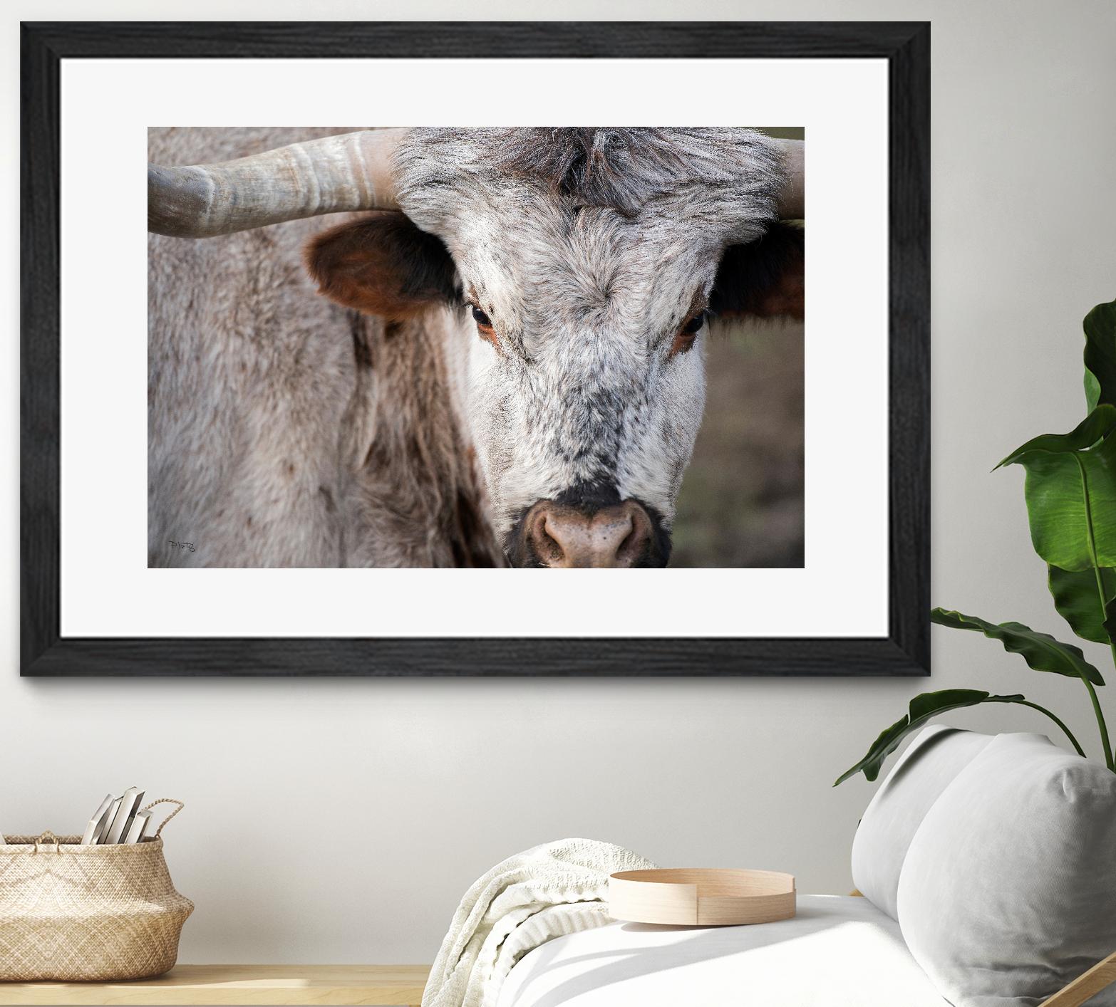 Showdown by Matthew Platz on GIANT ART - multicolor animals; photography