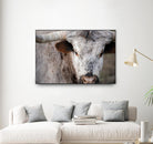 Showdown by Matthew Platz on GIANT ART - multicolor animals; photography