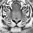 Tiger by PhotoINC Studio on GIANT ART - white animals