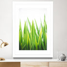 Blades of Green No. 2 by Sonja Quintero on GIANT ART - green floral/still life, photography