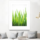 Blades of Green No. 2 by Sonja Quintero on GIANT ART - green floral/still life, photography