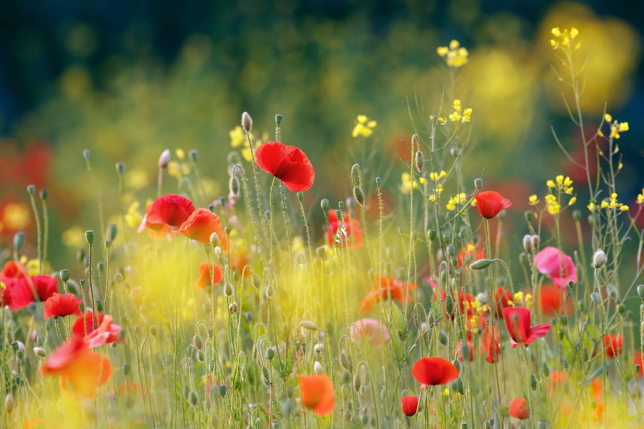 Just a Perfect Day by Roeselien Raimond on GIANT ART - multicolor photography; floral/still life; landscapes