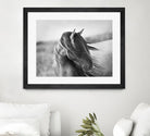 Fierce Grace by Tony Stromberg on GIANT ART - multicolor animals; photography