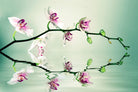 Zen by Lee Sie on GIANT ART - multicolor photography; floral/still life