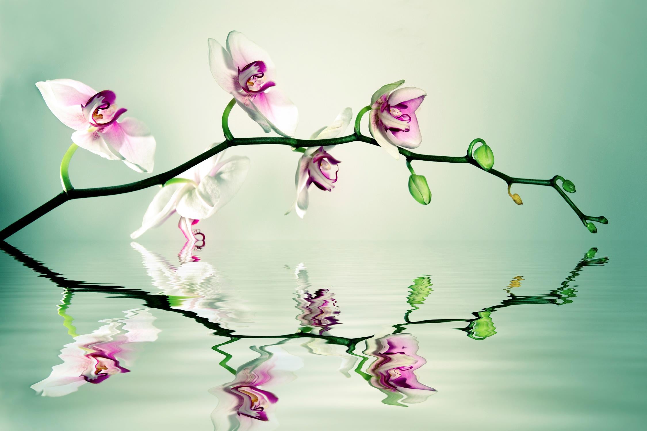 Zen by Lee Sie on GIANT ART - multicolor photography; floral/still life