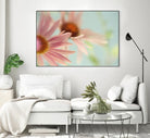 Daisy Days by Judy Stalus on GIANT ART - multicolor photography; floral/still life