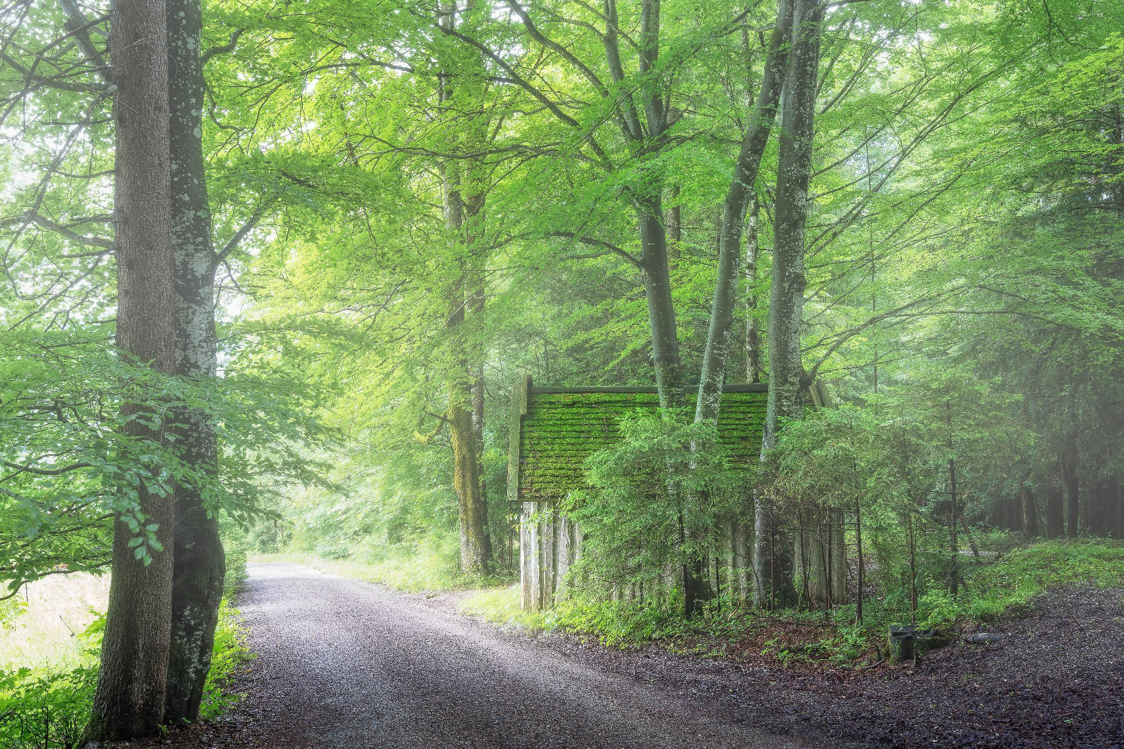 Frenzy Green by Anne Schneidersmann on GIANT ART - multicolor photography; landscapes