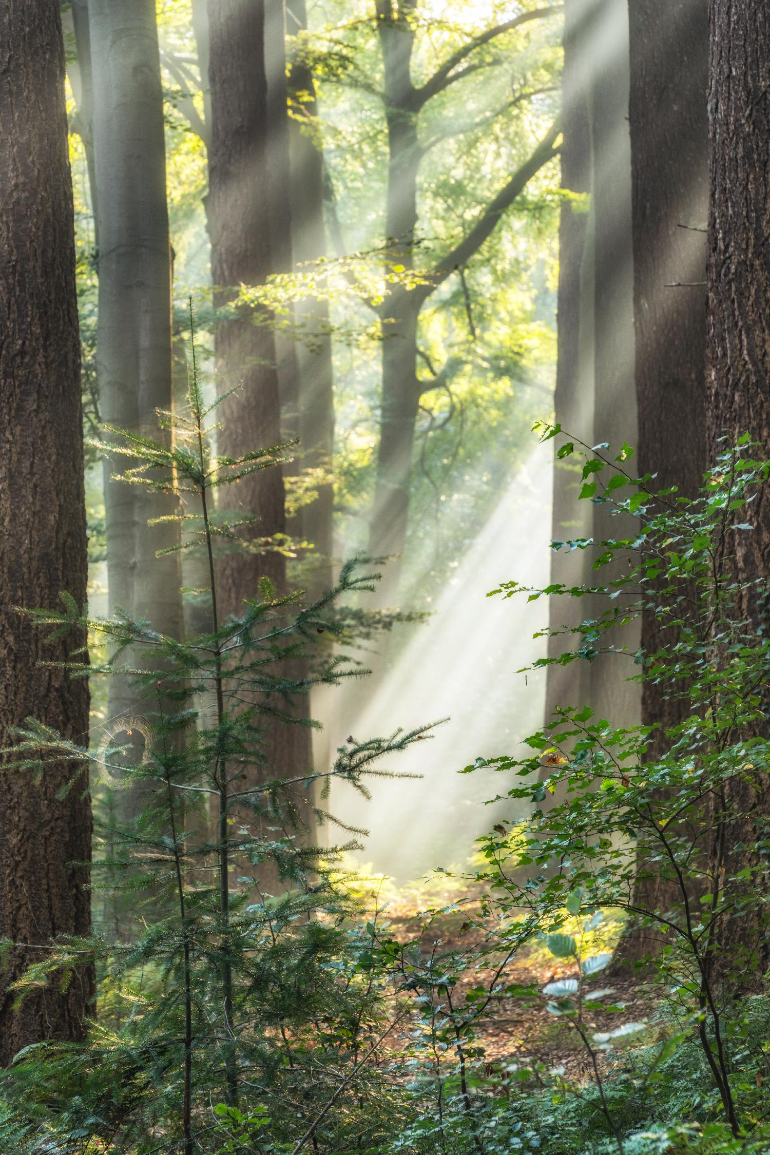 Sunbeam and Spiderweb by Lars Van de Goor on GIANT ART - multicolor photography; landscapes