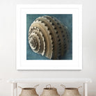 Three Shades of Blue Conch by Dennis Frates on GIANT ART - beige nautical