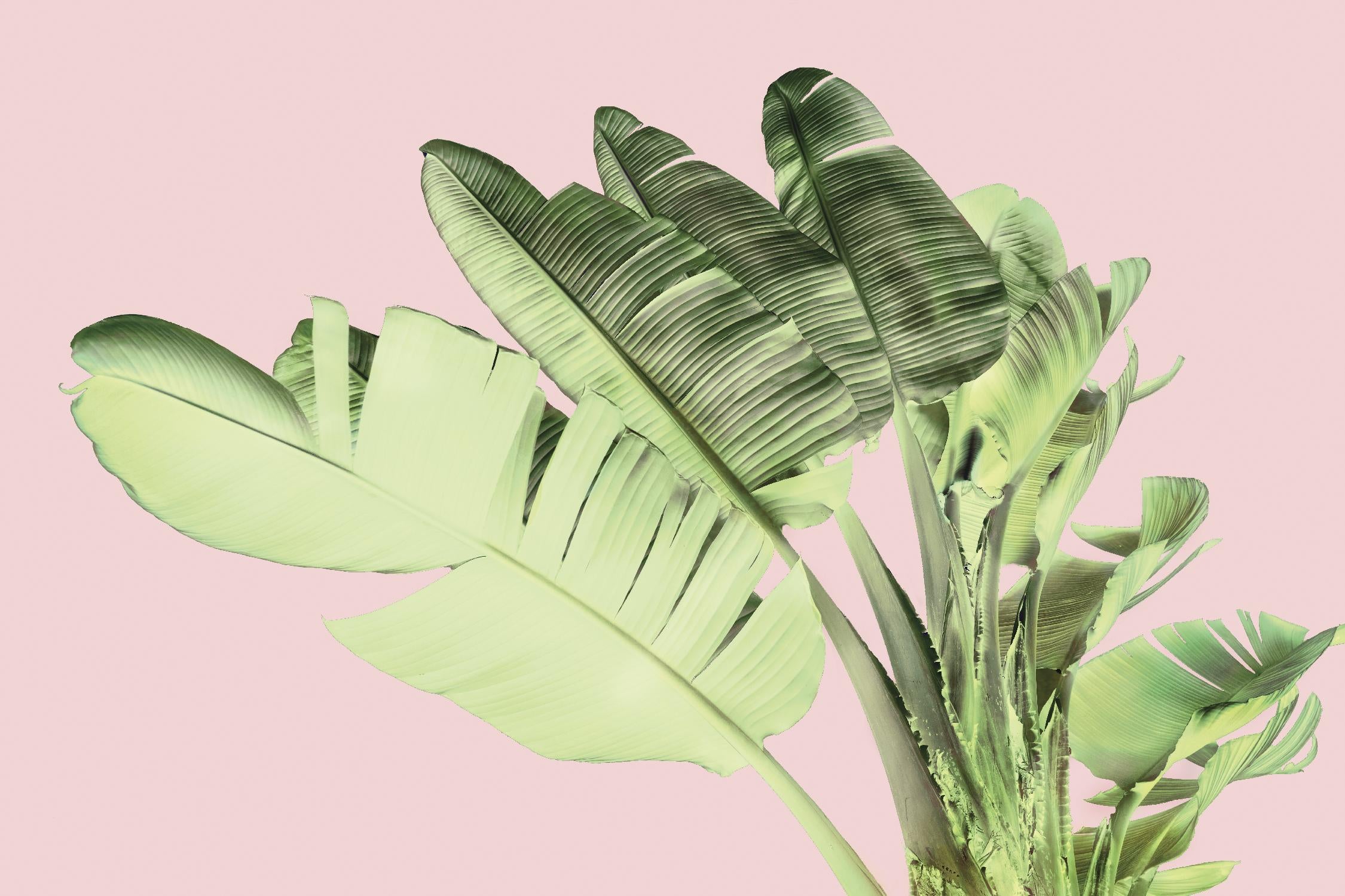 Tropical Velvet I by Ryan Hartson-Weddle on GIANT ART - pink tropical banana leaf