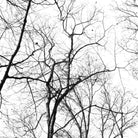 Billows I by Judy Stalus on GIANT ART - black trees