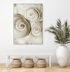 Sea Shell II by Norm Stelfox on GIANT ART - grey nautical