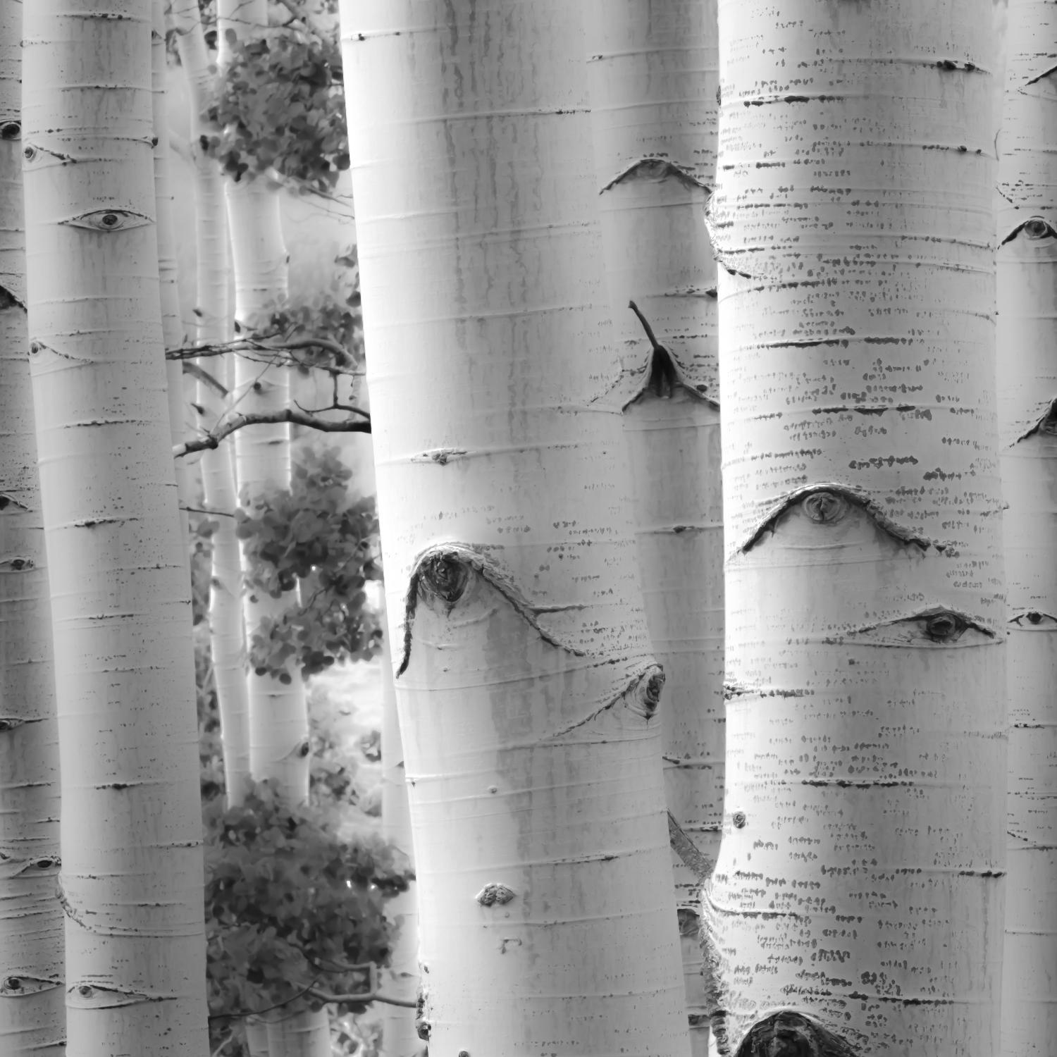 Birches in Grey I by Rick Cotter on GIANT ART - black trees