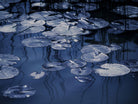 Lili Pond Blue VII by Marc Schacter on GIANT ART - grey photo art