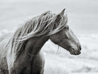 The Fell by Esther Marie on GIANT ART - white animals horse