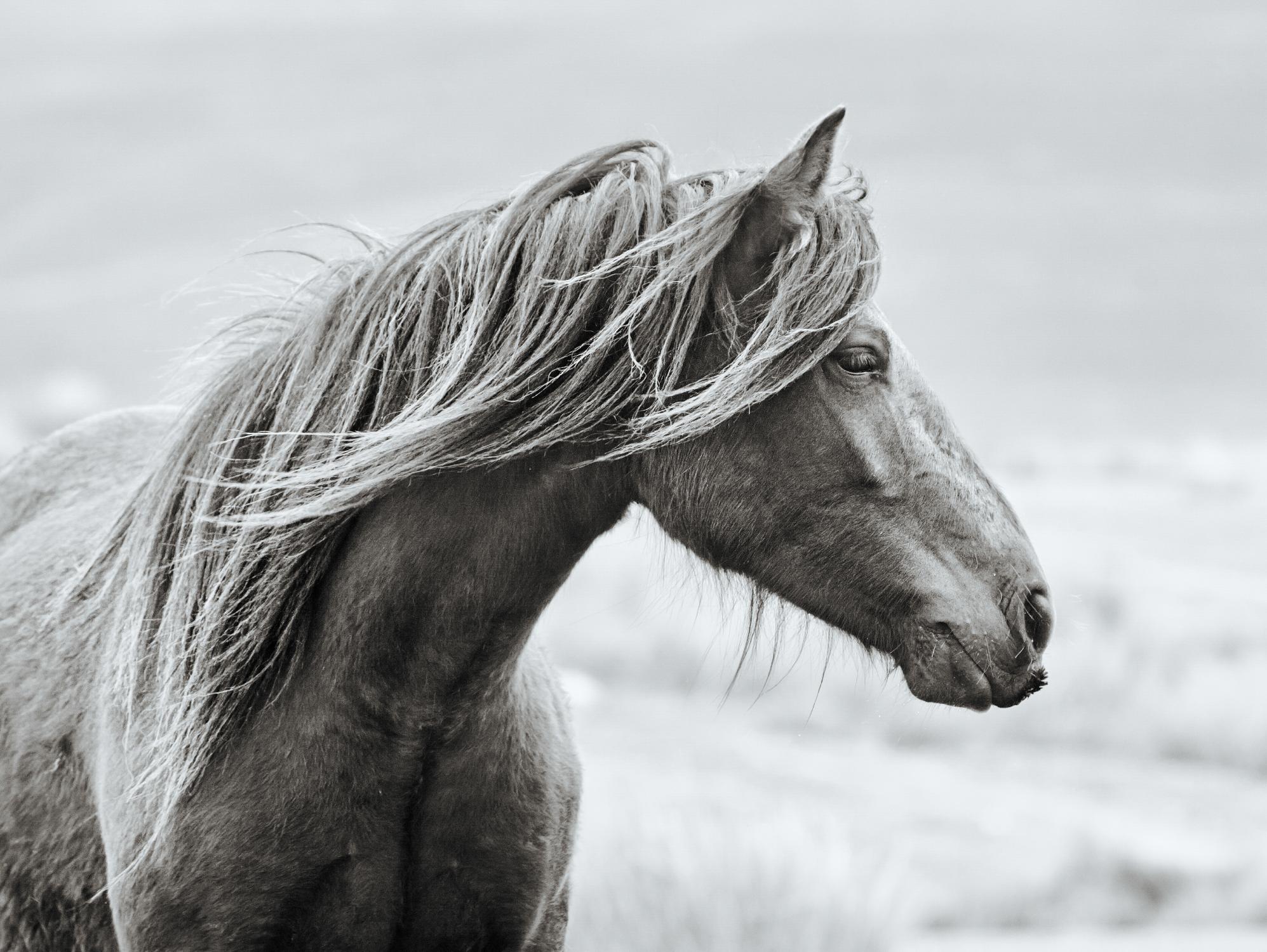 The Fell by Esther Marie on GIANT ART - white animals horse