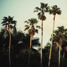 Beverly Hills I by Chelsea Victoria on GIANT ART - green botanical palm tree