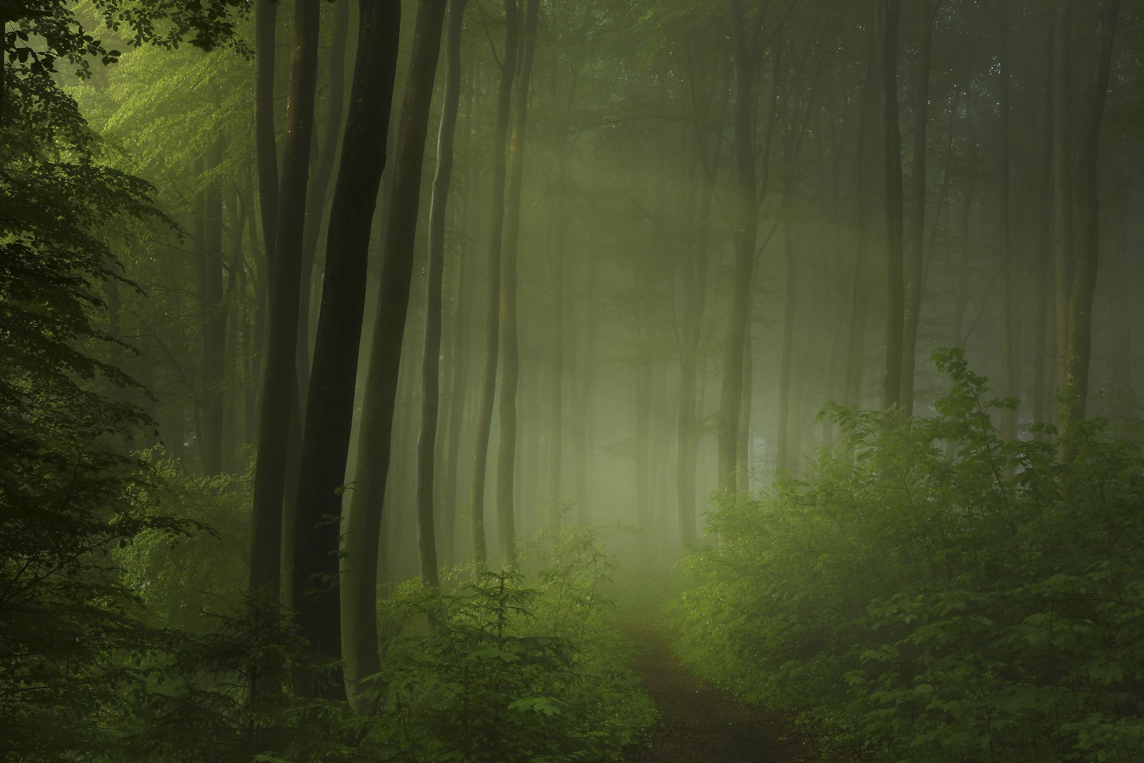 Maier - Forest Morning by 1X on GIANT ART - black trees