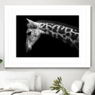 Williams - Calf by 1X on GIANT ART - white animals
