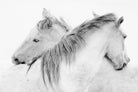 Stas - Horses by 1X on GIANT ART - white photo art