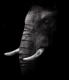 Portrait by WildPhotoArt on GIANT ART - white animal hear of elephant