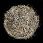 Mysterious Tree Rings by Roberto Gonzalez on GIANT ART - decorative 